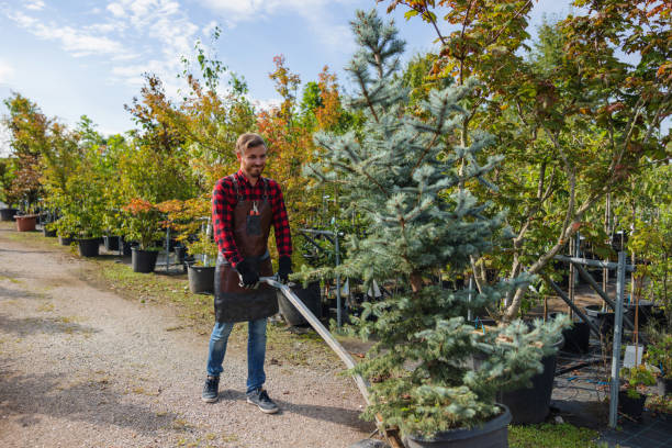 Best Tree Clearing Services  in Greenville, MI